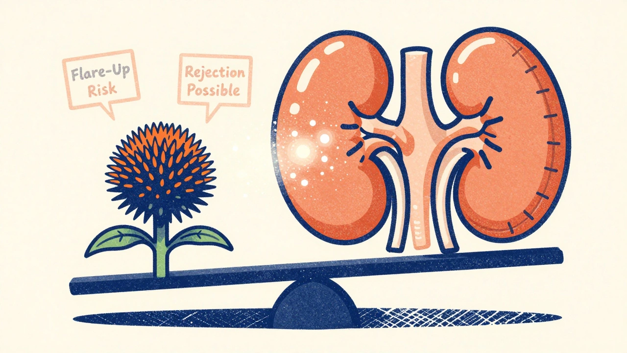 Scale balancing echinacea sprout against a transplant organ, tipping dangerously